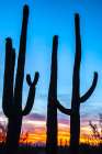 USA-Arizona-Saguaro National Park Saguaro cacti silhouettes at sunset Art Print